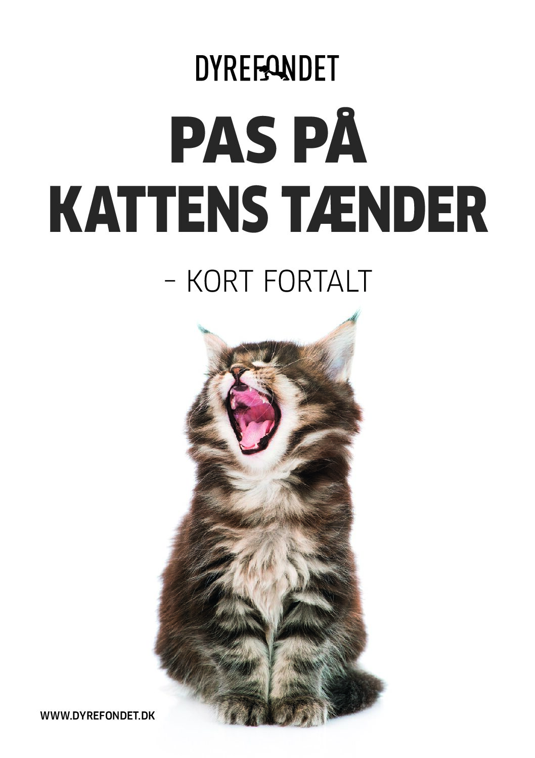 1_2485568_kattens_taender_2018_web