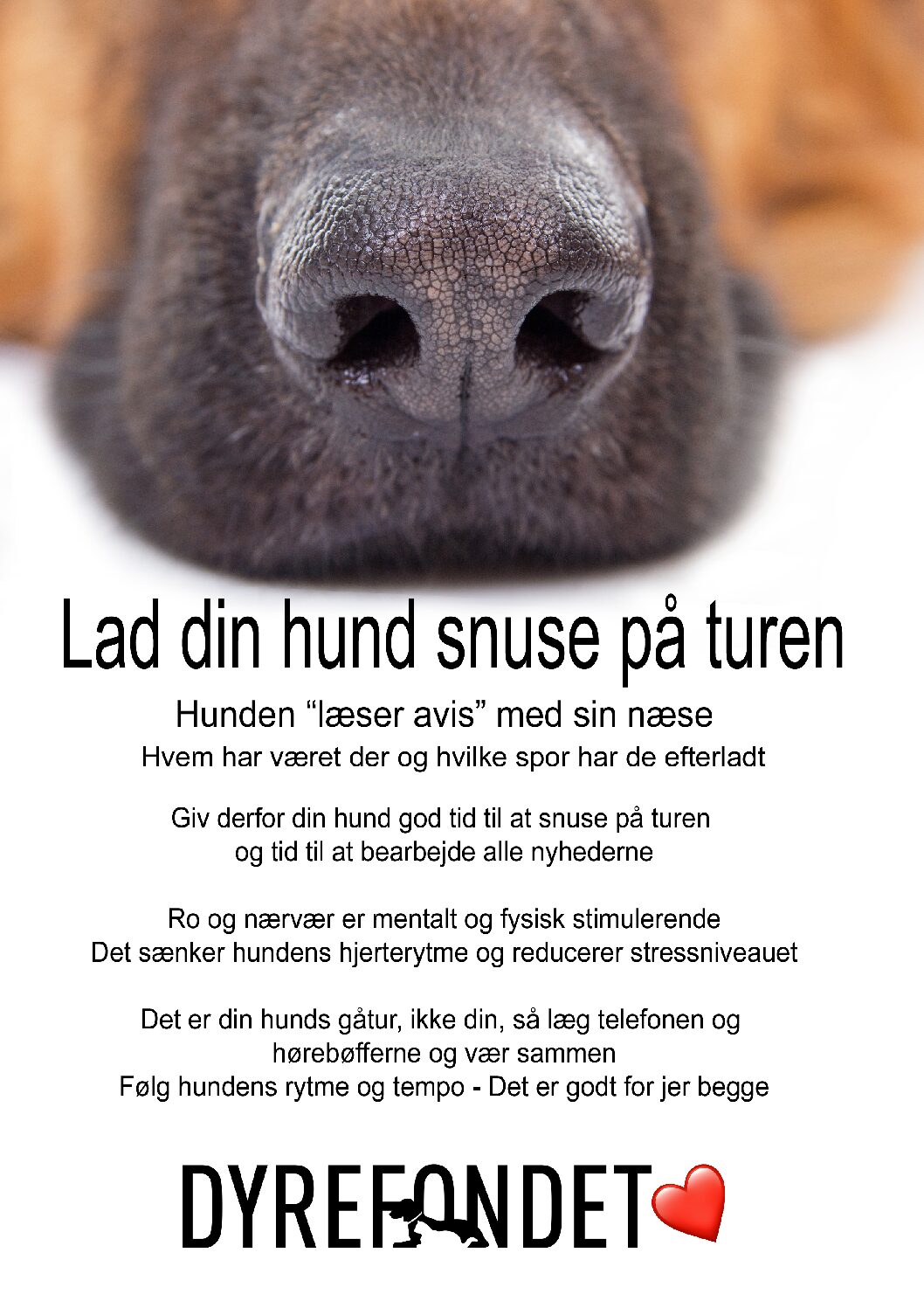 dyrefondet-lad-hunden-snuse