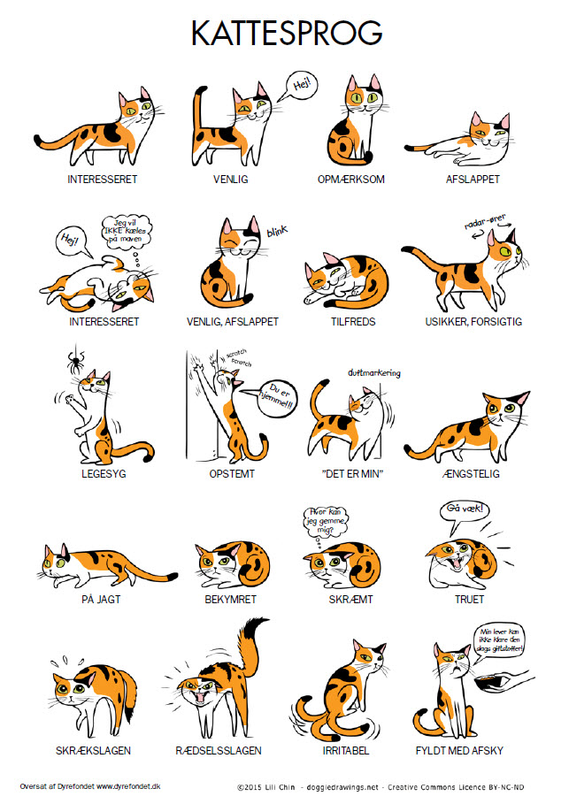 kattesprog