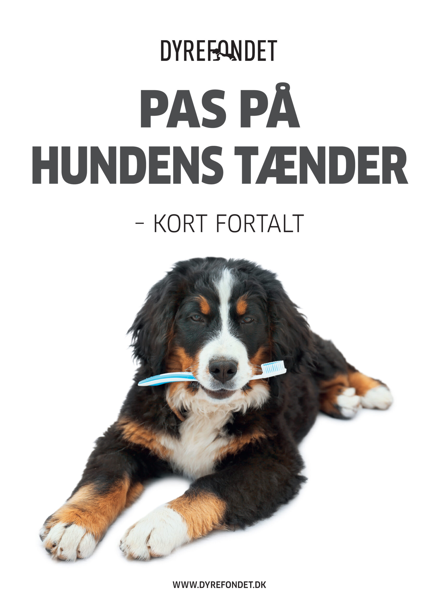 nr-21-hundens_taenderjpg