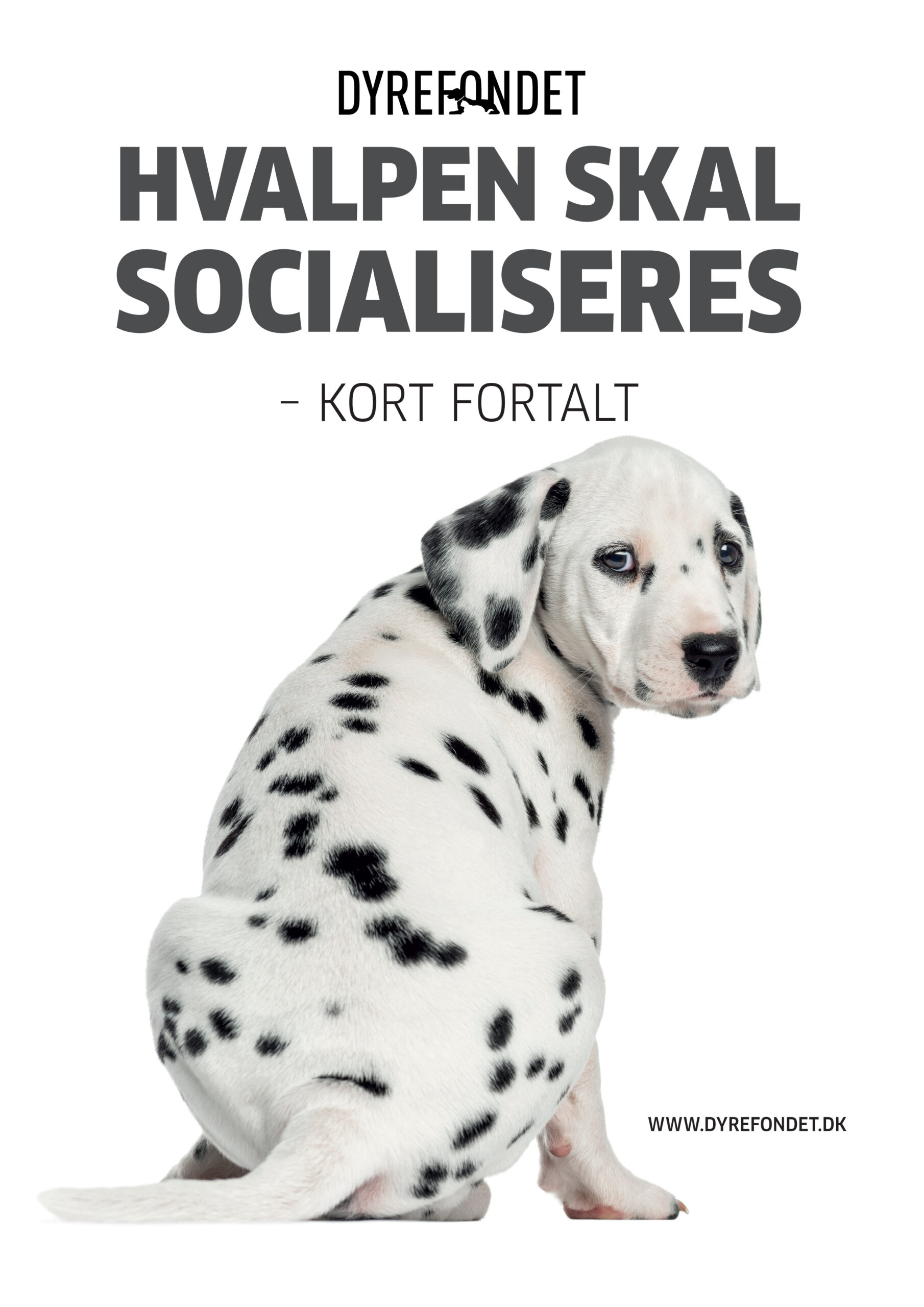 nr-27-hvalpen_skal_socialiseresjpg