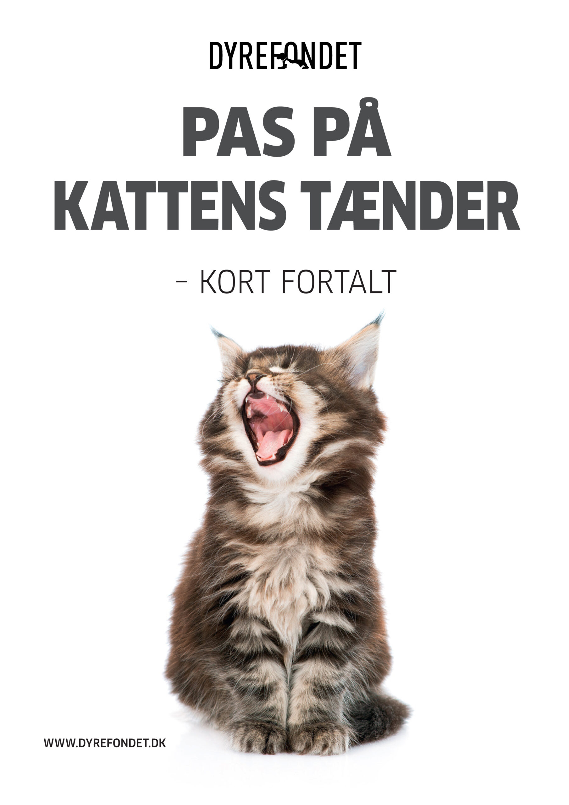 nr-41-kattens_taenderjpg